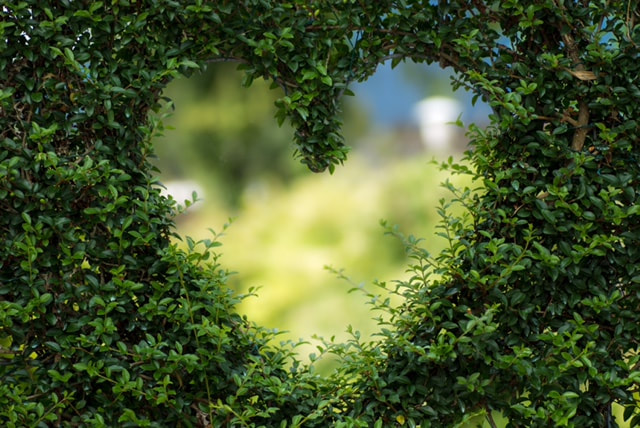 Hedge with love-heart shape cut in it at a Northern Rivers wedding